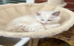 Ragdoll cats for sale: Gorgeous litter of bicolour kittens GCCF reg - Image 17