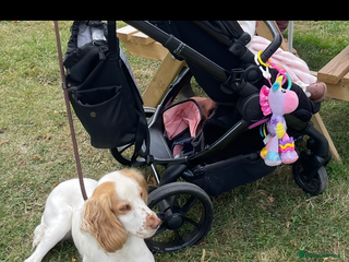Cocker Spaniel dogs in Sutton-in-Ashfield - Advert 1