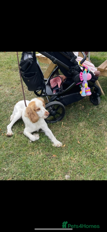 Cocker Spaniel dogs in Sutton-in-Ashfield - Advert 1