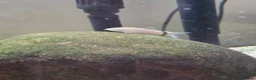 Other/Mixed Breed fish for sale: Siemese Flying Fox and Fish Net Flying Fox - Advert 7