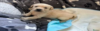 Labrador Retriever 4