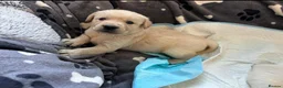 Labrador Retriever dogs for sale: Black Chunky Lab Puppies in Leatherhead - Advert 2