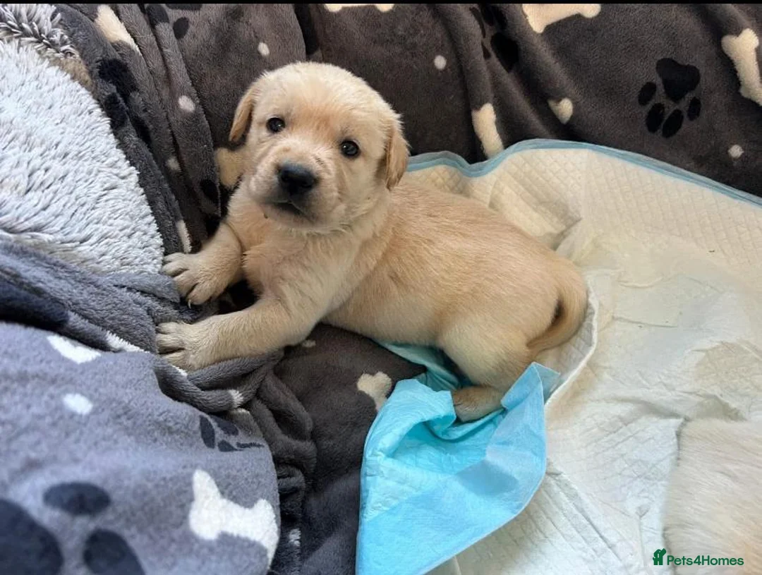 Labrador Retriever dogs for sale: Black Chunky Lab Puppies in Leatherhead - Advert 2