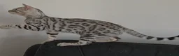 Bengal cats for sale: Outstanding Tica Show quality bengal kitten's - Advert 5