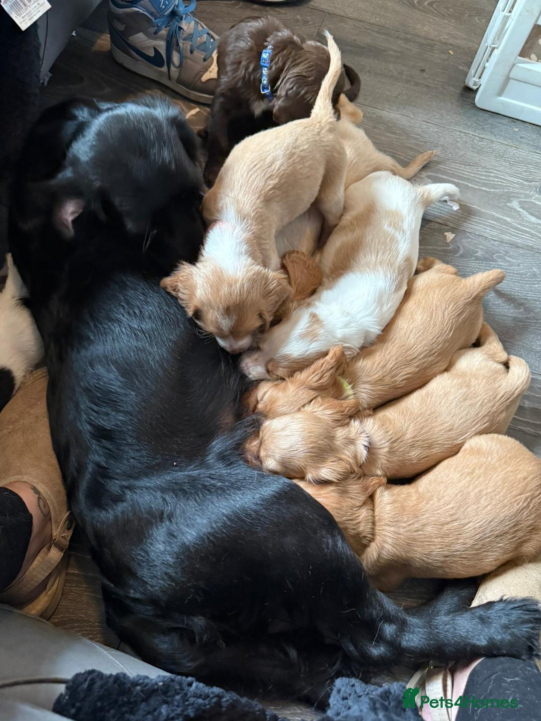 Cocker Spaniel dogs for sale: REDUCED & READY NOW 2 girl COCKERS - Advert 3