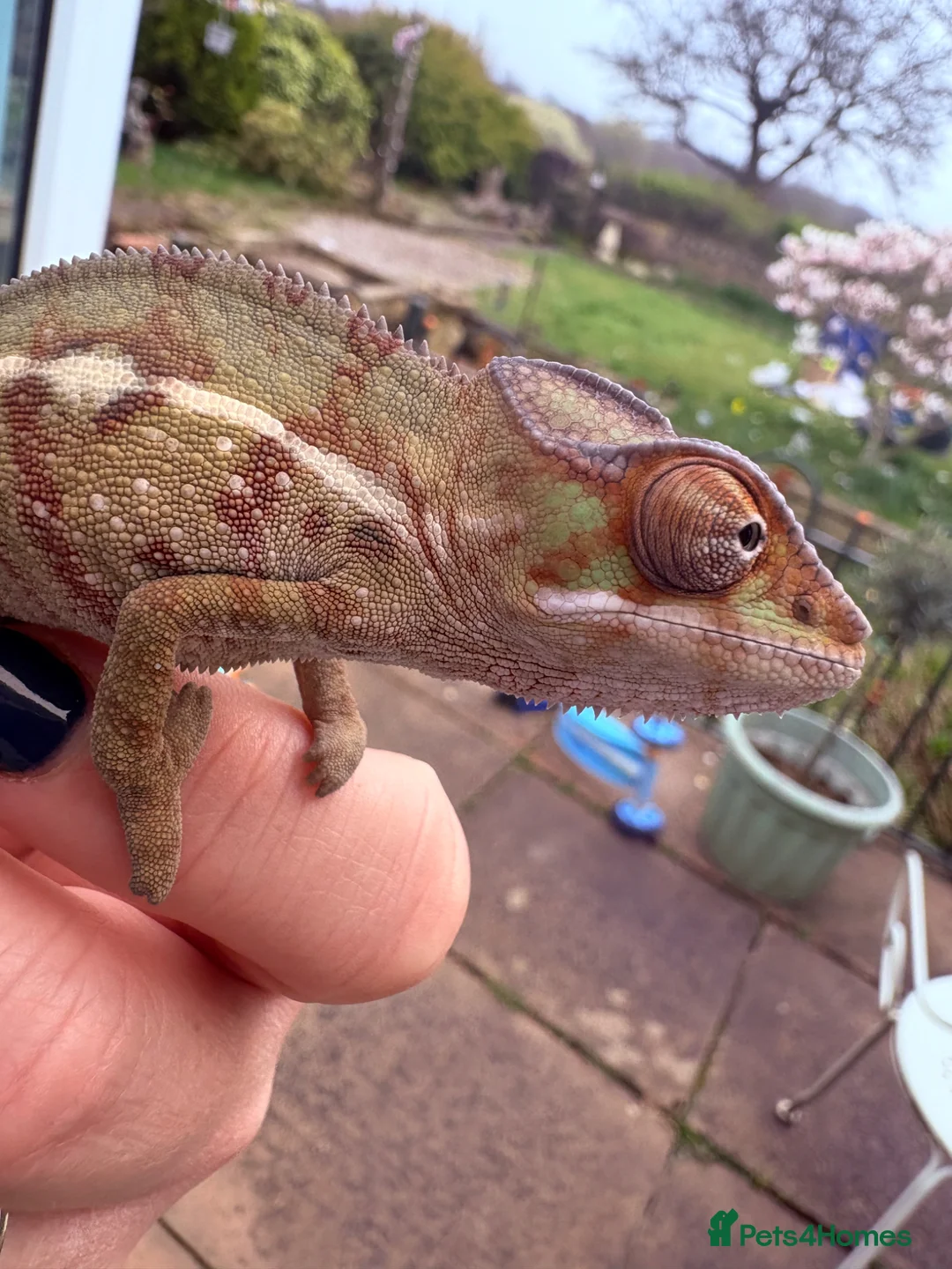 Chameleon reptiles for sale: Panther Chameleon- nosy mitsio - Advert 4