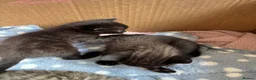 Mixed Breed cats for sale: Lovely kittens  in Leighton Buzzard - Advert 8