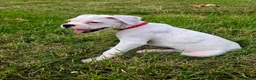 Boxer dogs for sale: READY NOW! Quality White KC Reg Boxer Puppies - Advert 1