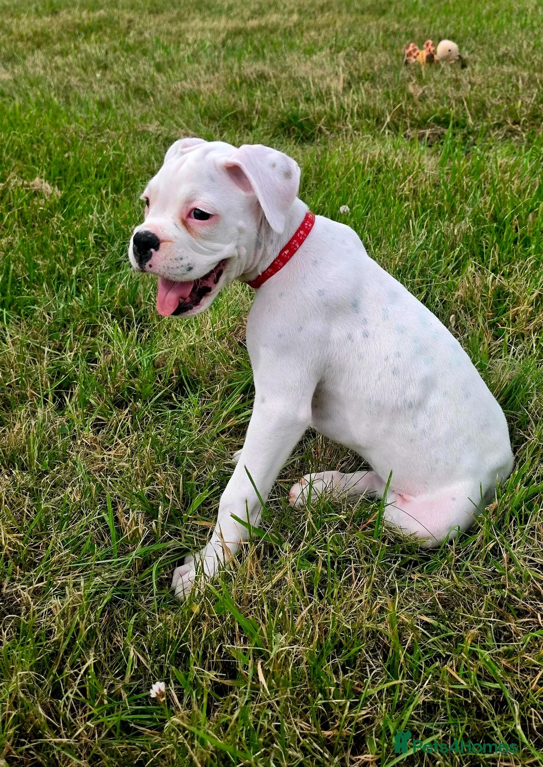 Boxer dogs for sale: READY NOW! Quality White KC Reg Boxer Puppies - Advert 1