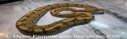 Python Snake reptiles for sale: Various baby royals looking for new postcodes. - Advert 5