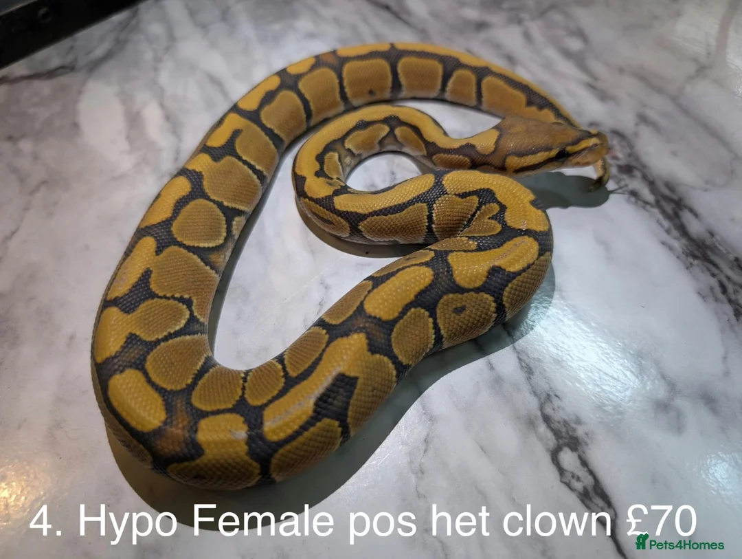 Python Snake reptiles for sale: Various baby royals looking for new postcodes. - Advert 5