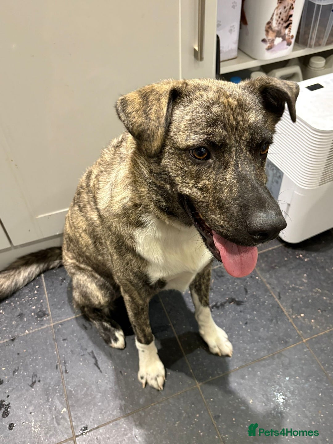 Mixed Breed dogs for adoption: Benji  - Image 2