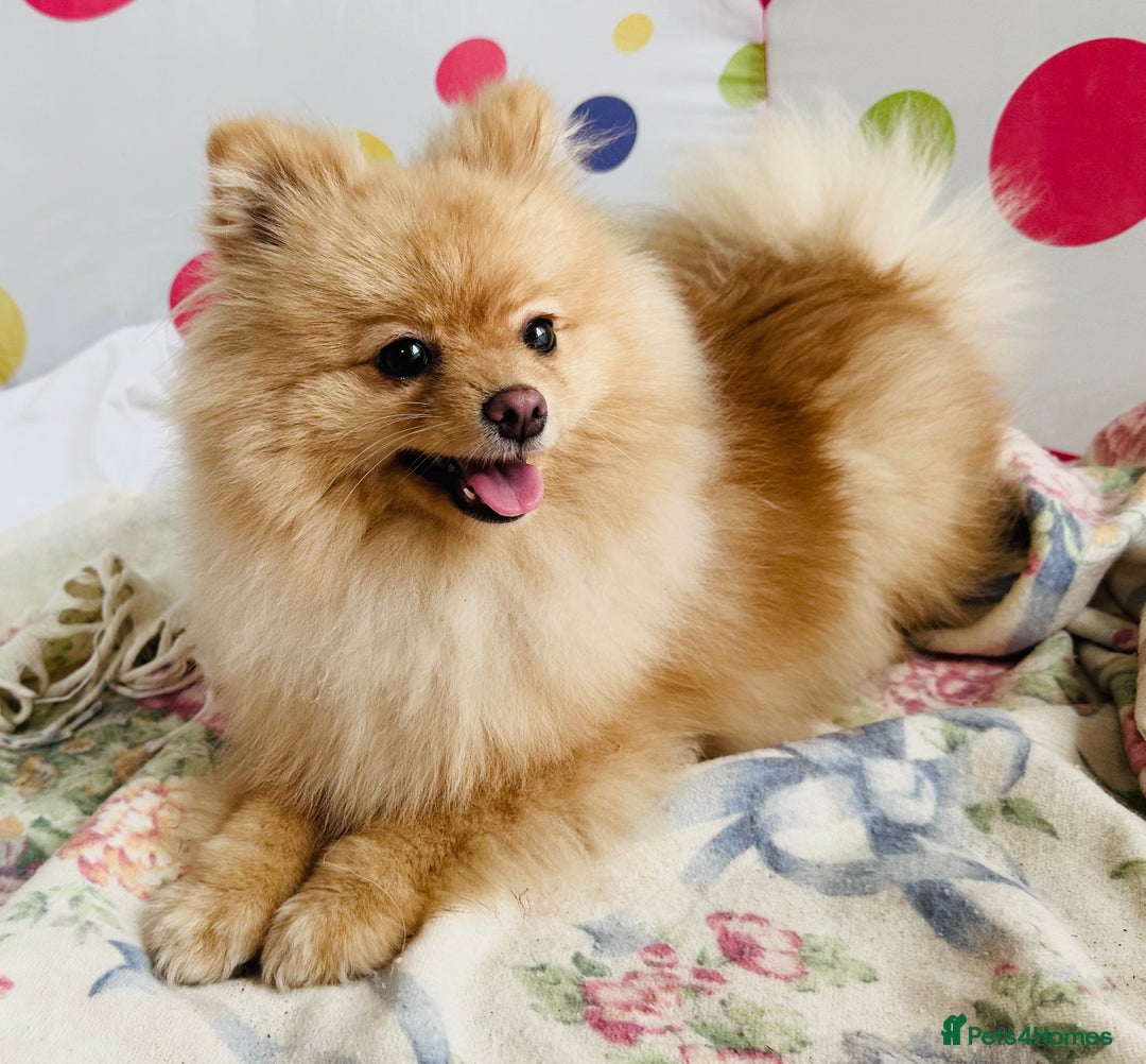 Pomeranian dogs for sale: Lovely Pomeranian puppies  in Sudbury - Advert 4