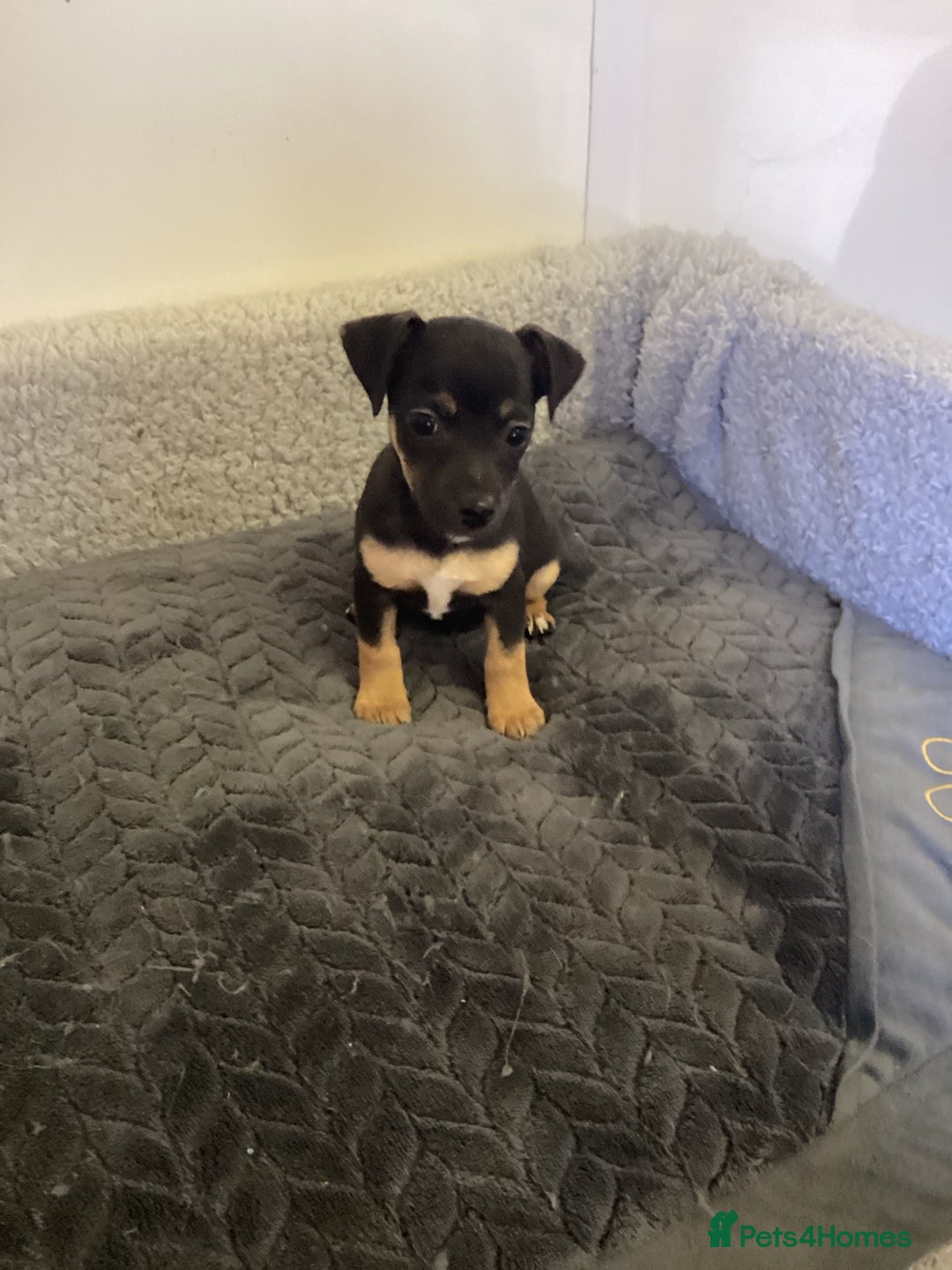 Jack Russell dogs for sale: Jack Russell puppies  - Image 13