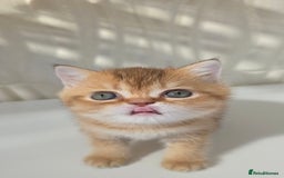 Scottish Fold cats for sale: EXCLUSIVE Golden-cinnamon Show quality. Best in UK - Image 5