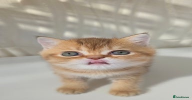 Scottish Fold cats - Advert 1
