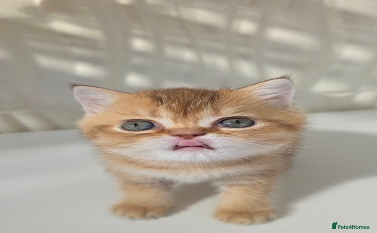 Scottish Fold cats - Advert 1