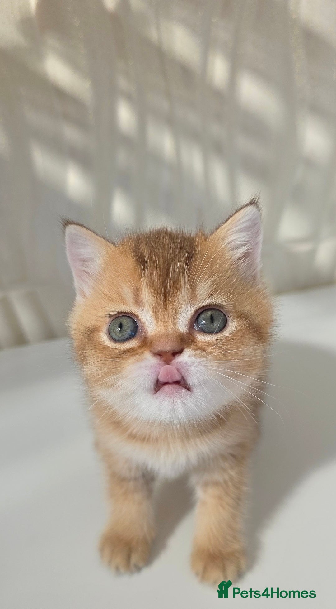 Scottish Fold cats for sale: EXCLUSIVE Golden-cinnamon Show quality. Best in UK - Image 5