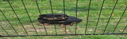 Rottweiler dogs for sale: Big Rottweiller Girl Puppy for sale - ready to go - Advert 8
