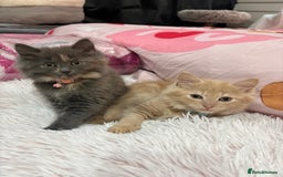Norwegian Forest Cat cats for sale: Norwegian Forest Cat X Scottish Straight Kittens - Image 11