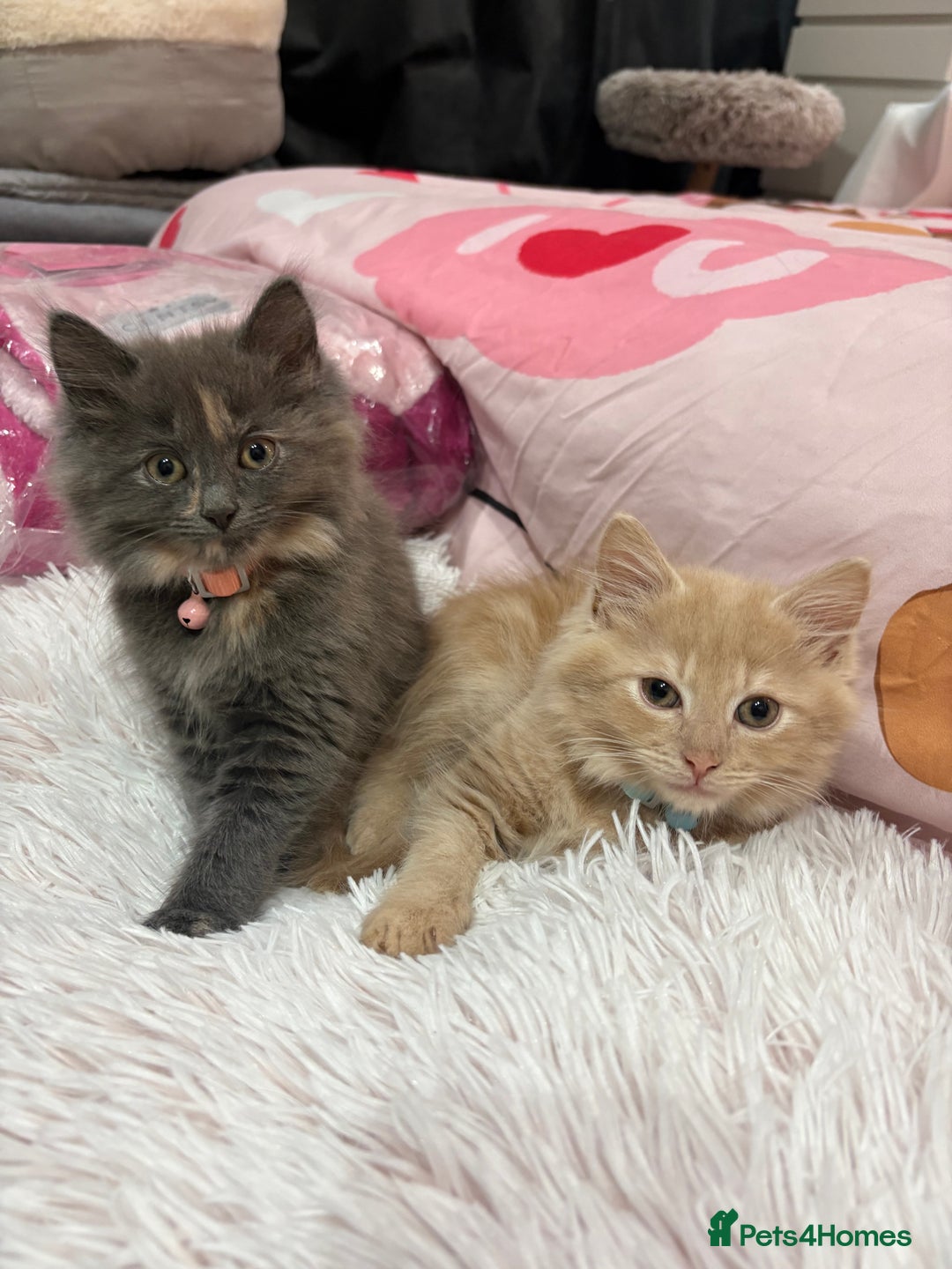 Norwegian Forest Cat cats for sale: Norwegian Forest Cat X Scottish Straight Kittens - Image 11