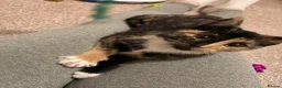 Domestic Shorthair cats for sale: Nova- 6 month old Female Kitten  - Advert 4
