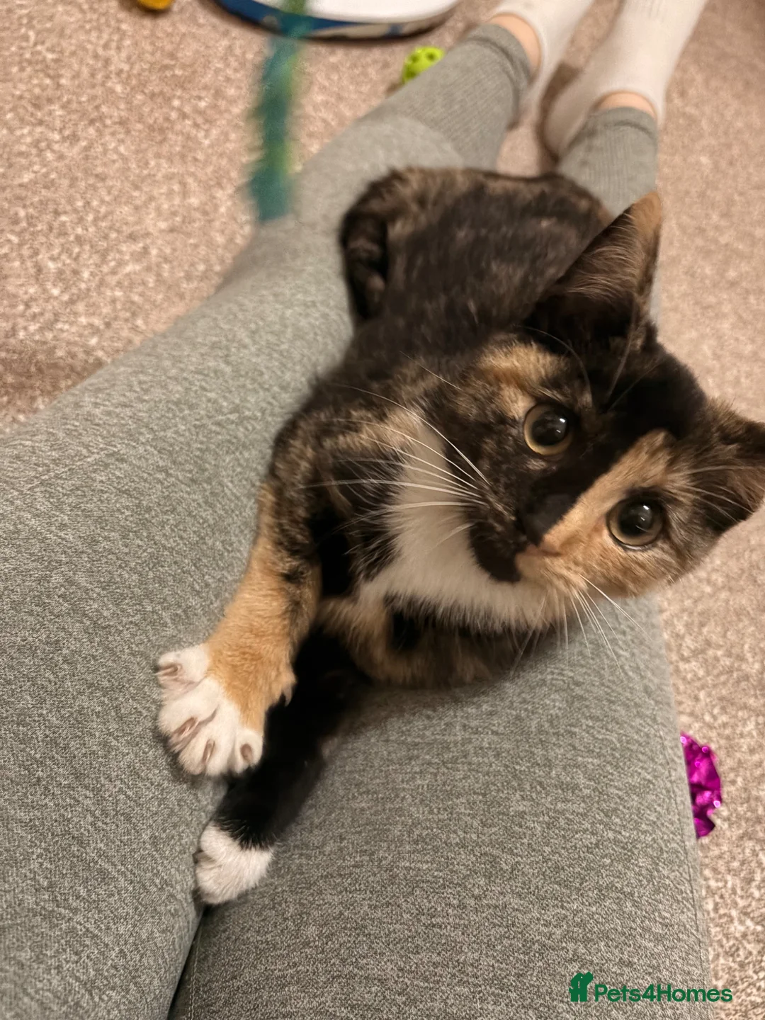 Domestic Shorthair cats for sale: Nova- 6 month old Female Kitten  - Advert 4