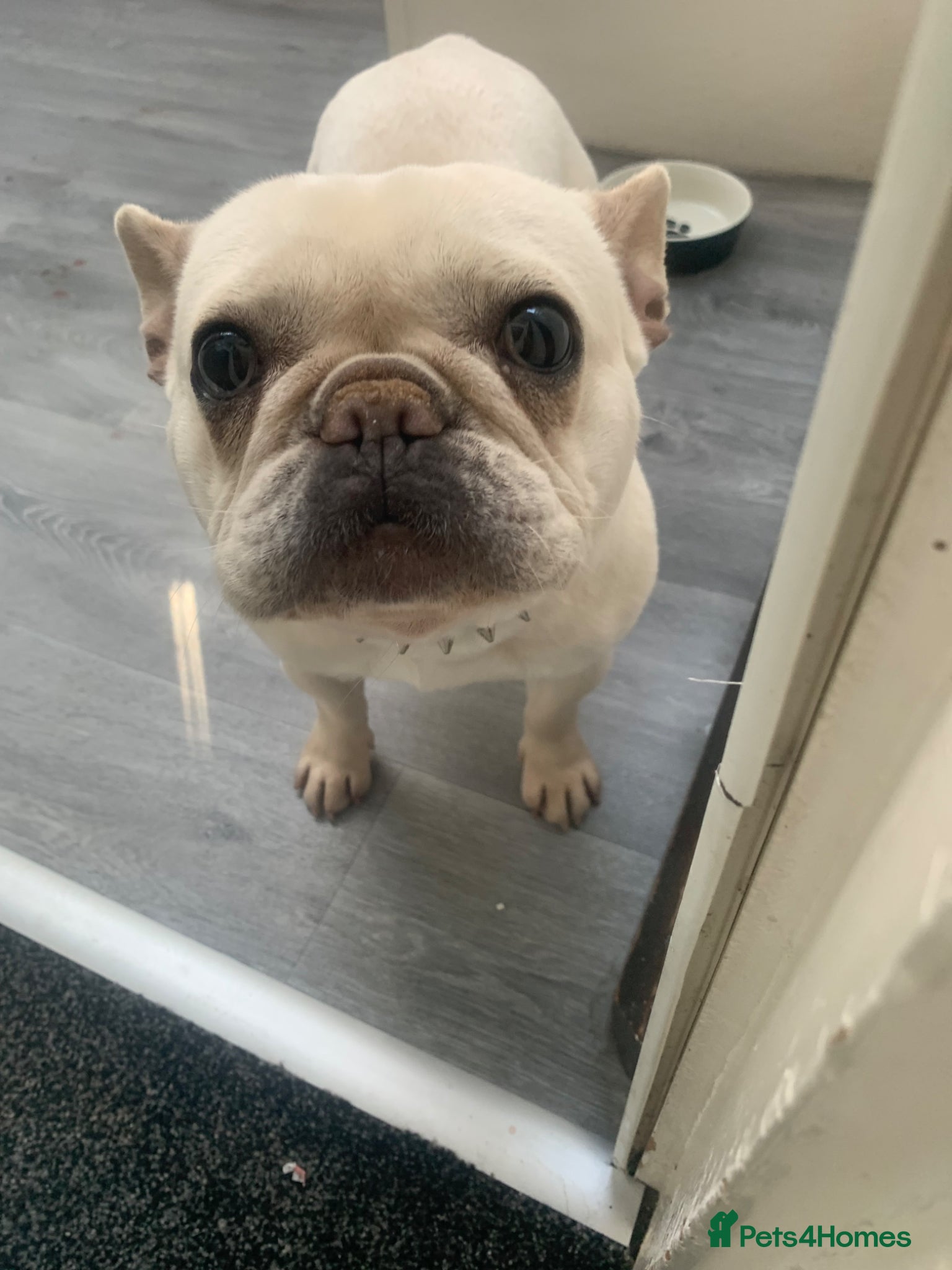 French Bulldog dogs 2 year old female French bulldog for sale  - Advert 6