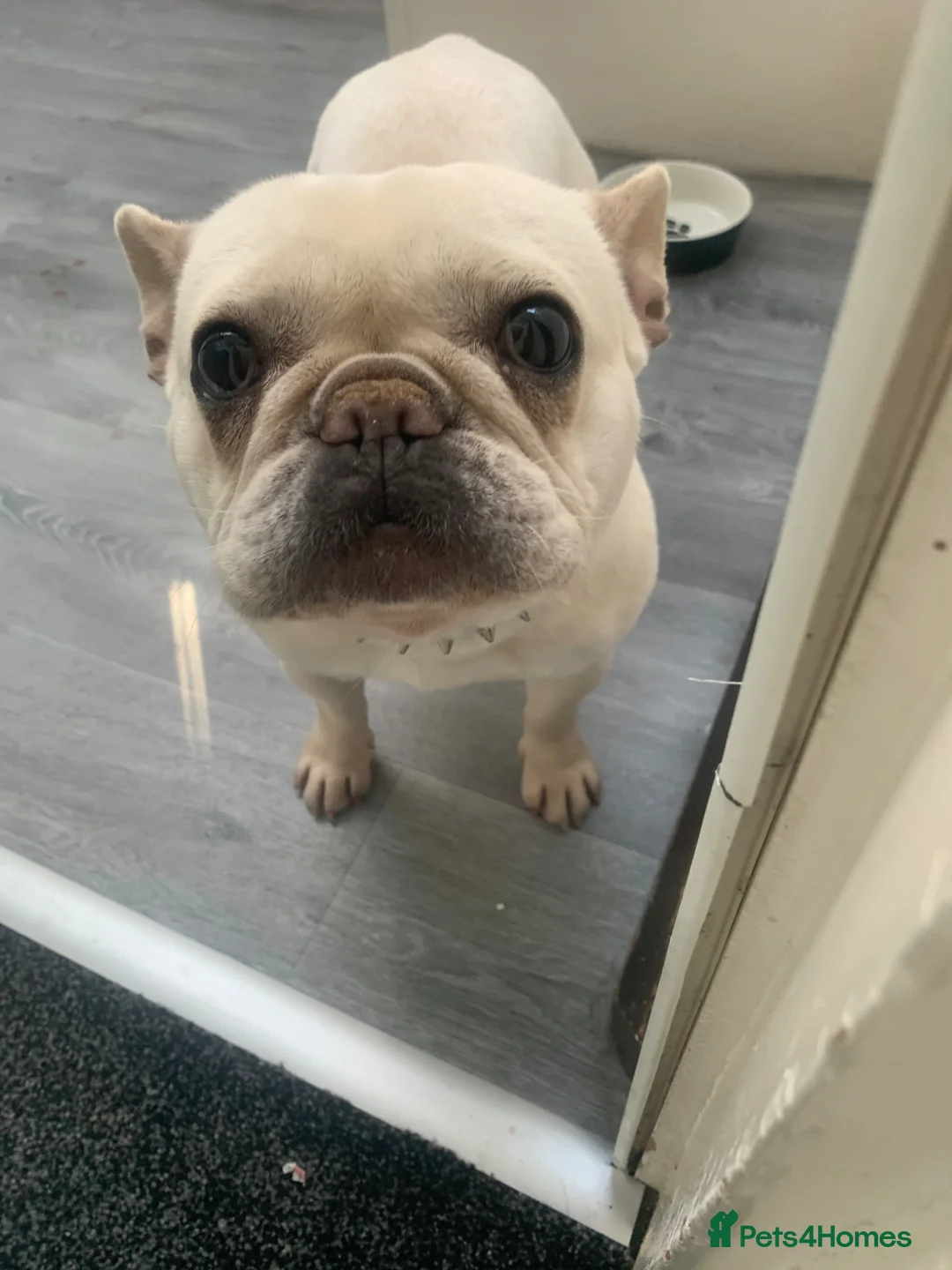 French Bulldog dogs for sale: 2 year old female French bulldog for sale  - Advert 1