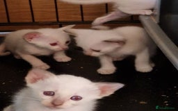 Burmese cats for sale: Birman cross kittens for sale - Image 4