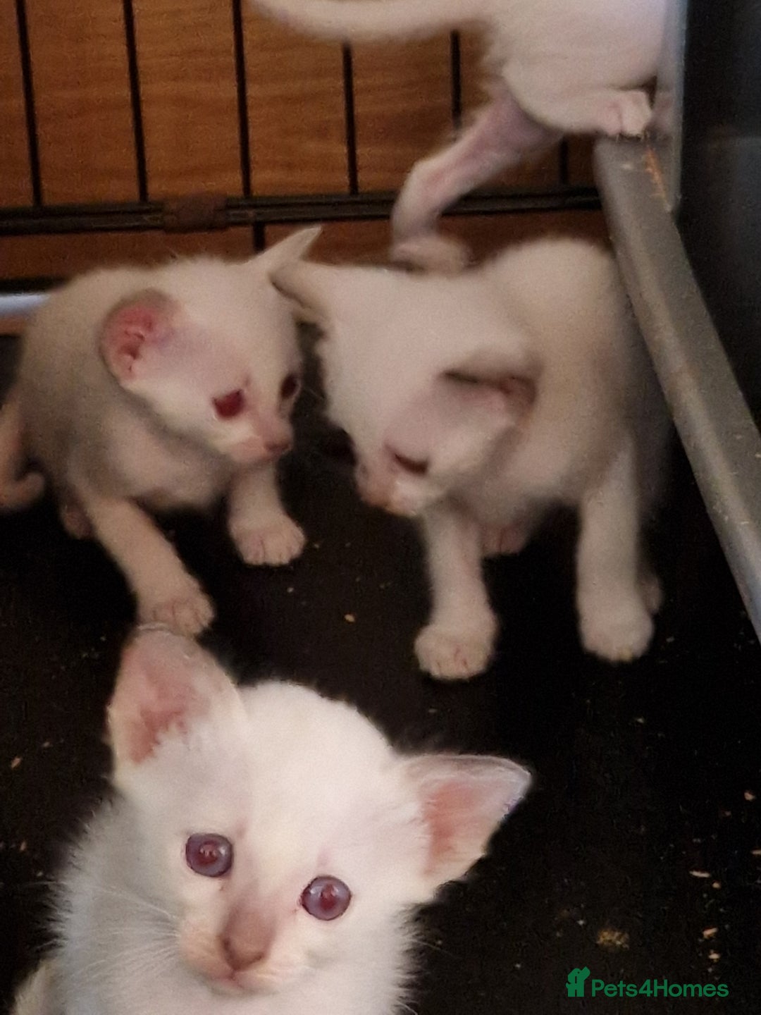 Burmese cats for sale: Birman cross kittens for sale - Image 4