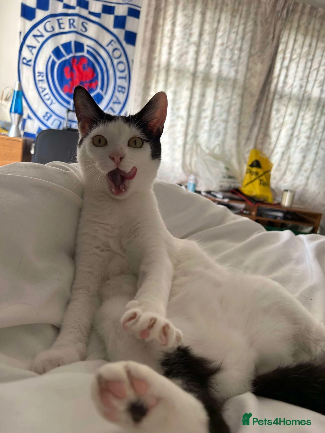 Mixed Breed cats for sale: 1 beautiful female cat - Advert 4