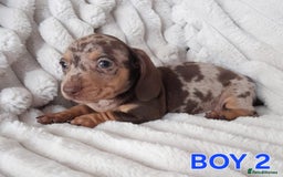 Miniature Dachshund dogs for sale: Miniature Dachshund puppies - Image 7