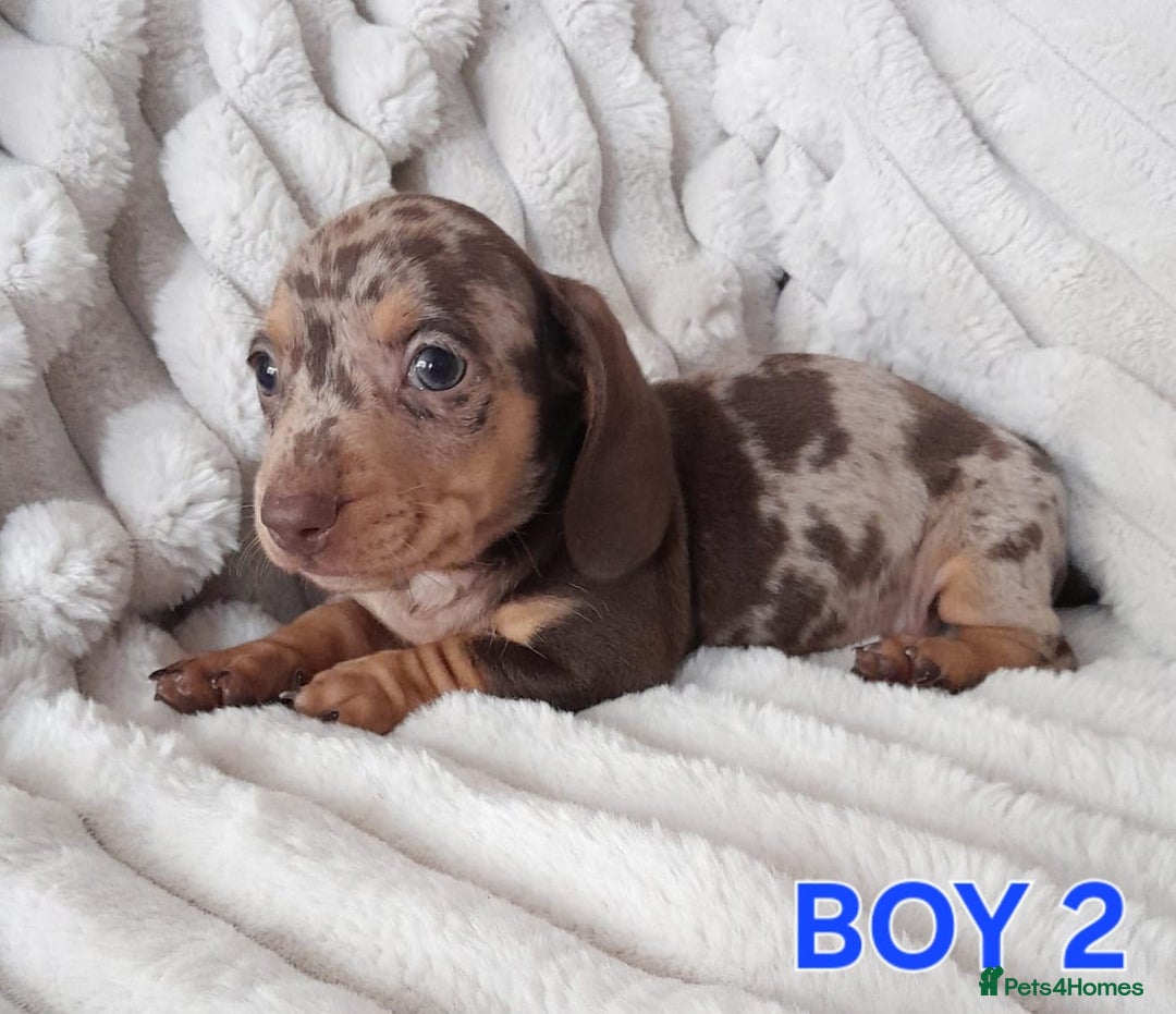 Miniature Dachshund dogs for sale: Miniature Dachshund puppies - Image 7