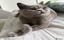 British Shorthair cats for sale: Ready to go- BSH LILAC & Blue - Image 13