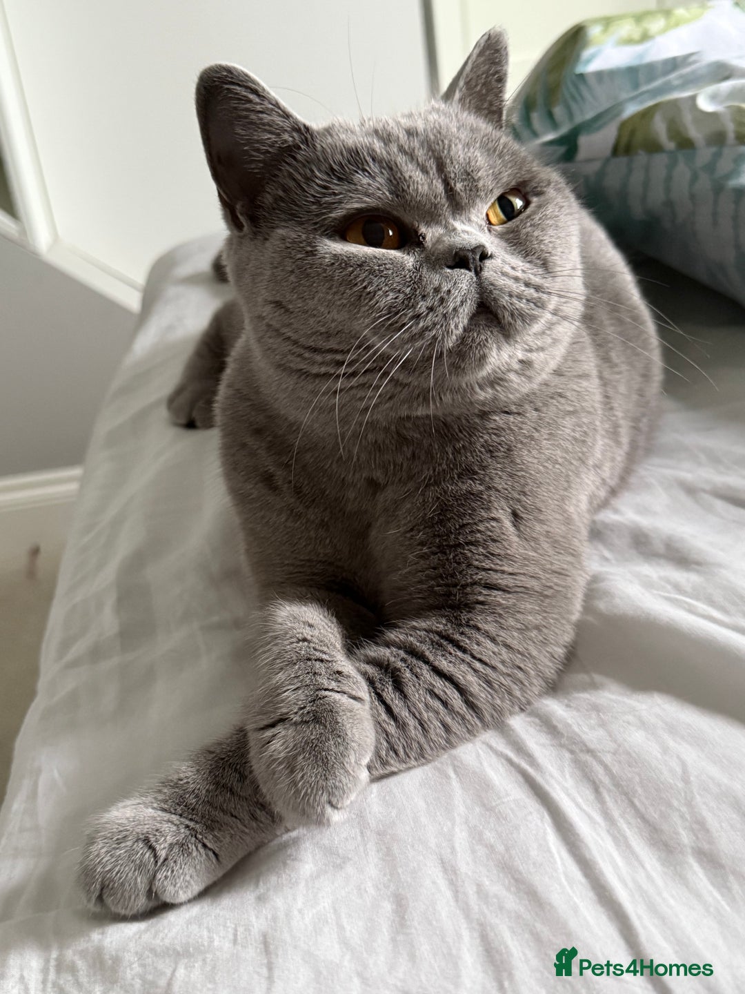 British Shorthair cats for sale: Ready to go- BSH LILAC & Blue - Image 13