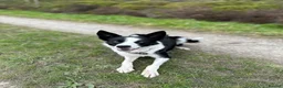 Border Collie dogs for sale: New Home needed ASAP - Advert 5