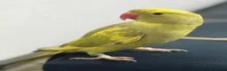 Ringnecks birds for sale: Green Ringneck Pied in Hounslow - Advert 2