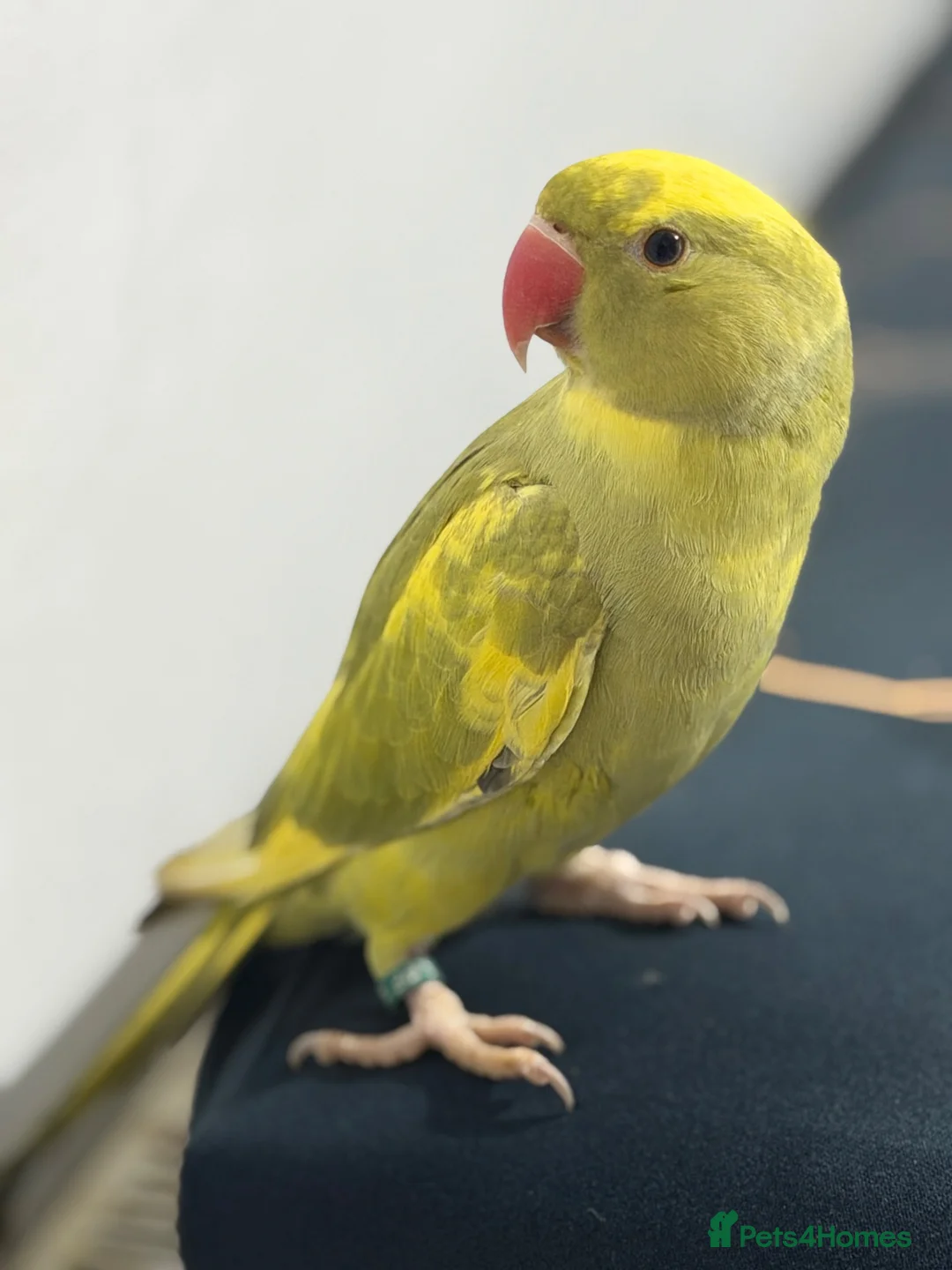 Ringnecks birds for sale: Green Ringneck Pied in Hounslow - Advert 2