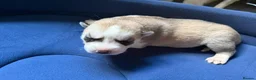 Siberian Husky dogs for sale: Puppies Siberian Husky in London - Advert 4