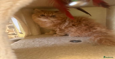 Persian cats - Advert 6