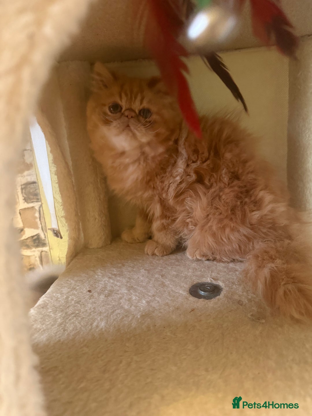 Persian cats for sale: 💗5 Boys and 3 Girl 💗 - Image 3