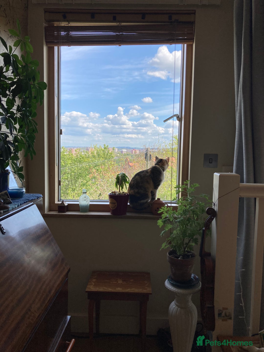 Domestic Shorthair cats for sale: Inigo and Daisy - Advert 19