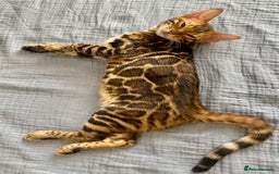 Bengal cats for sale: One Girl left .😻✨TICA registered  - Image 9