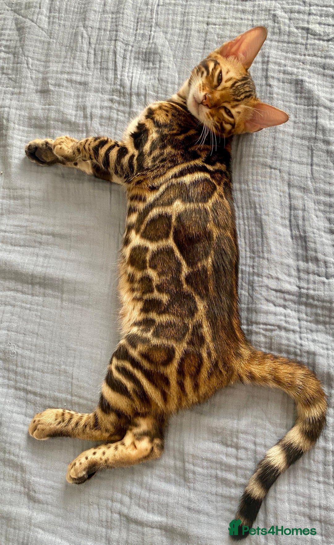 Bengal cats for sale: One Girl left .😻✨TICA registered  - Image 9