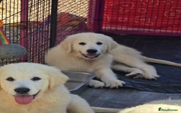 Golden Retriever dogs for sale: Outstanding KC cream golden Retriever puppies in Boston - Image 3