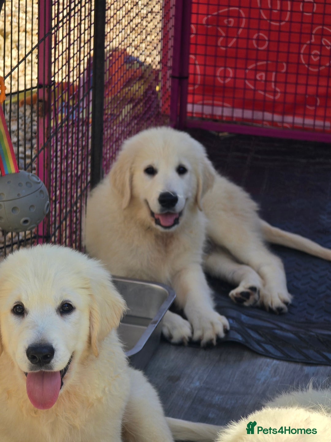 Golden Retriever dogs for sale: Outstanding KC cream golden Retriever puppies in Boston - Image 3