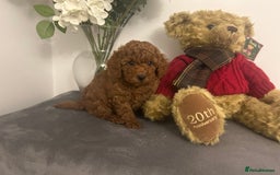 Cavapoo dogs for sale: outstanding Cavapoo’s, with heart tested parents - Advert 11