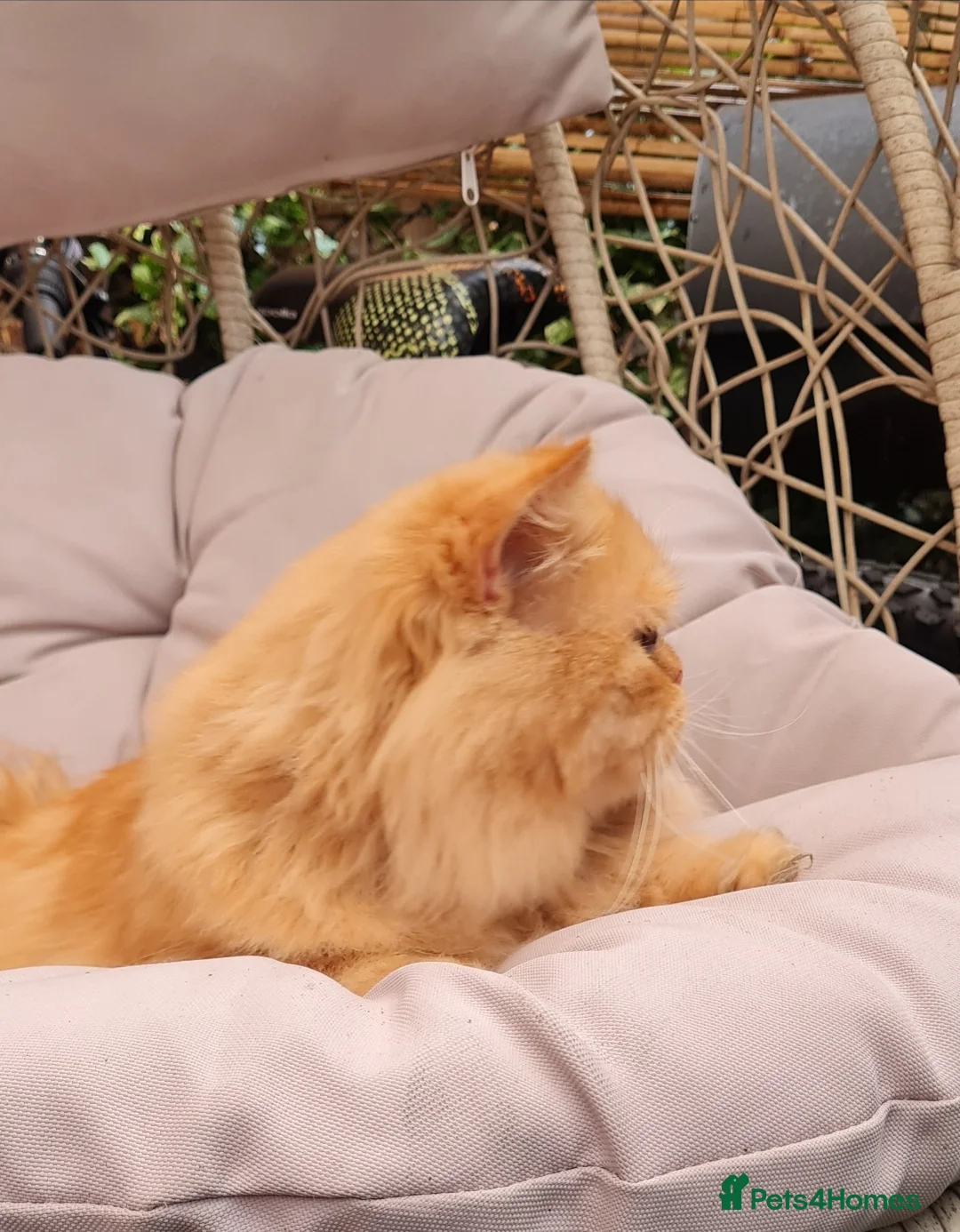 Persian cats for stud: Persian stud service  - Advert 1