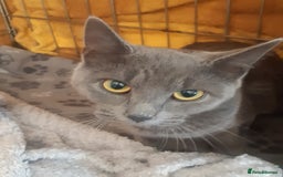 Mixed Breed cats for adoption: Lovely rescue cats for adoption - Image 2